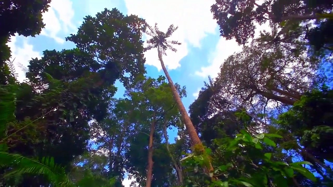 Jungle Natural Sound - Exotic Jungle natural sound for relaxation and sleep