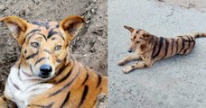 Dog Turns into a Tiger in Shimoga,  Karnataka  | Oneindia Malayalam