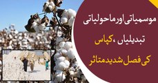 Cotton crop suffers major loss due to climate change