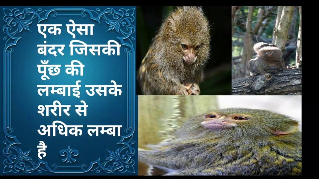 Pygmy maramatose एक ऐसा Monkey जिसके tail की length उसके body से अधिक हैं