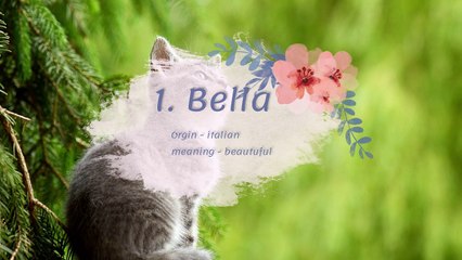 top 10 cat name ideas