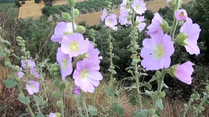 Çitlembik, papatya ve hatmi çiçeği Manisa'nın geçim kapısı oldu