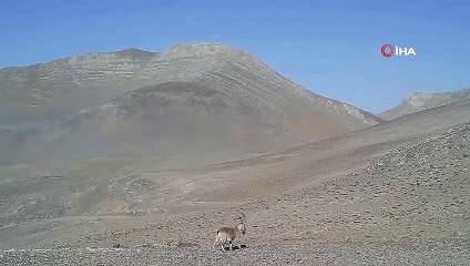 Yaban keçilerinden geçit töreni