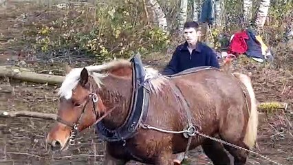 Débardage à l'ancienne à Montreux-Château