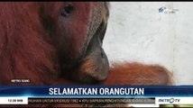 Kondisi Orangutan Tertembak 24 Butir Peluru Membaik