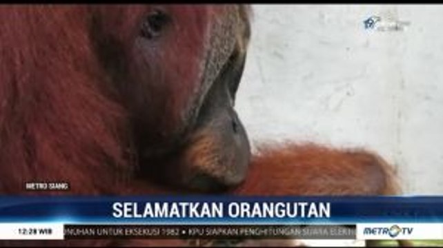 Kondisi Orangutan Tertembak 24 Butir Peluru Membaik