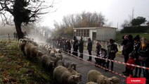 Cessieu - Transhumance : les 400 brebis d’Olivier sont presque arrivées à la bergerie