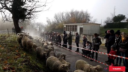 Cessieu - Transhumance : les 400 brebis d’Olivier sont presque arrivées à la bergerie