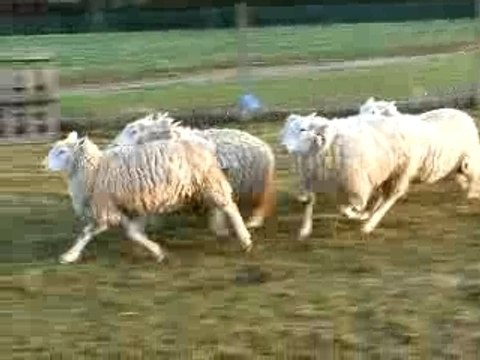 Chica, Border Collie de 3 mois