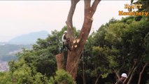 Extreme Dangerous Cutting Big Tree Chainsaw Machine, Amazing Fast Skill Tree Felling On The Hill