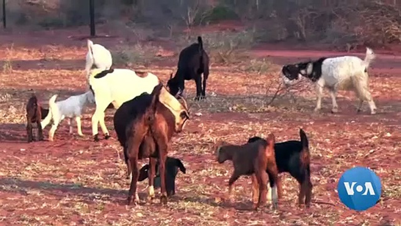 Drought in Botswana Brings Food Insecurity and Crop Losses