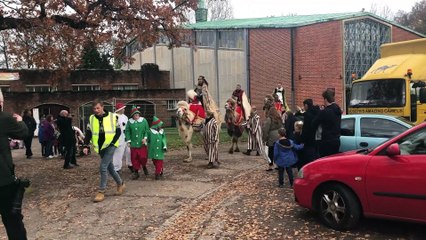 Leigh Park camel procession