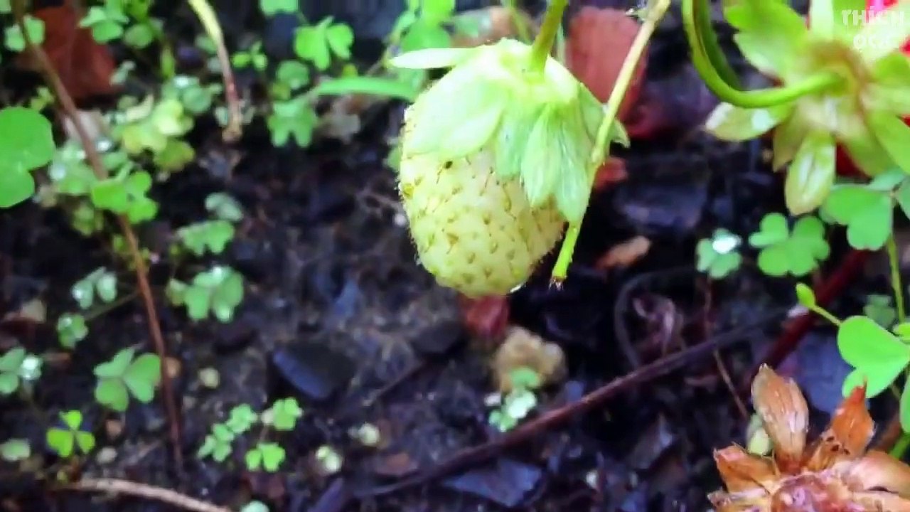 Công dụng quả dâu tây - Strawberry