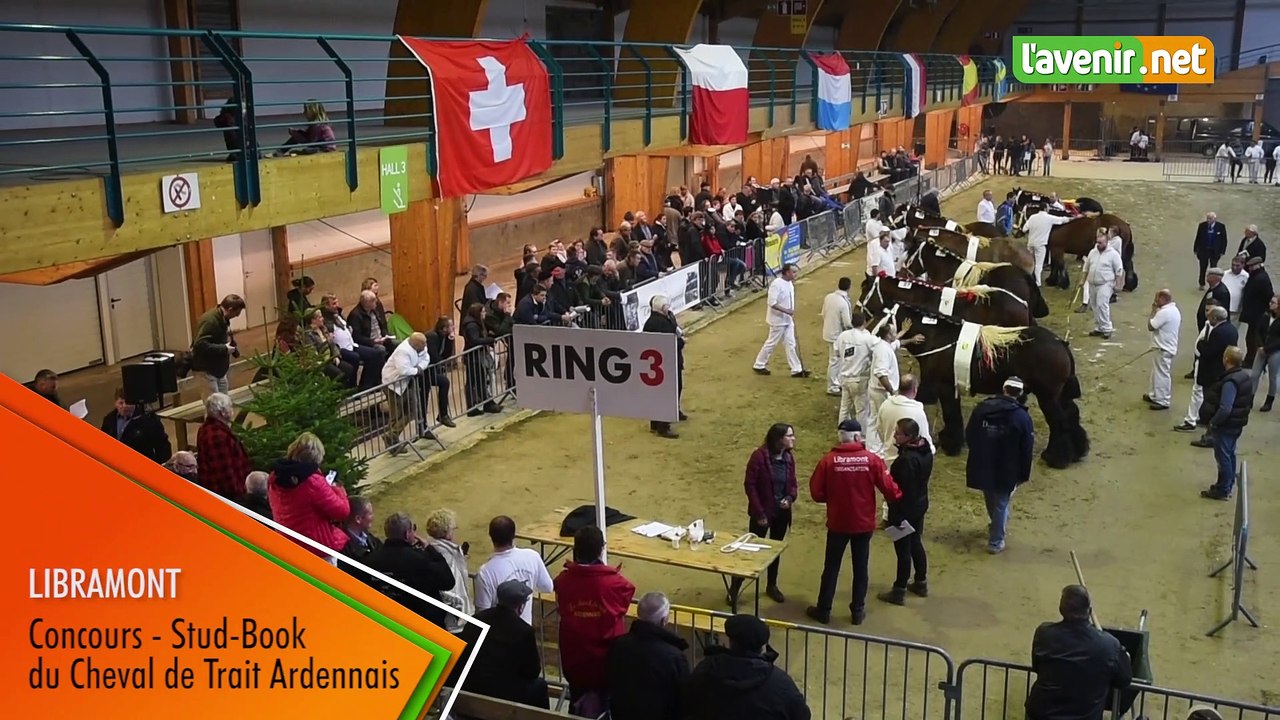 Concours national de chevaux de Trait Ardennais à Libramont