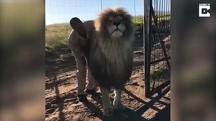 Un lion qui aime beaucoup les grattouilles... Un vrai chat
