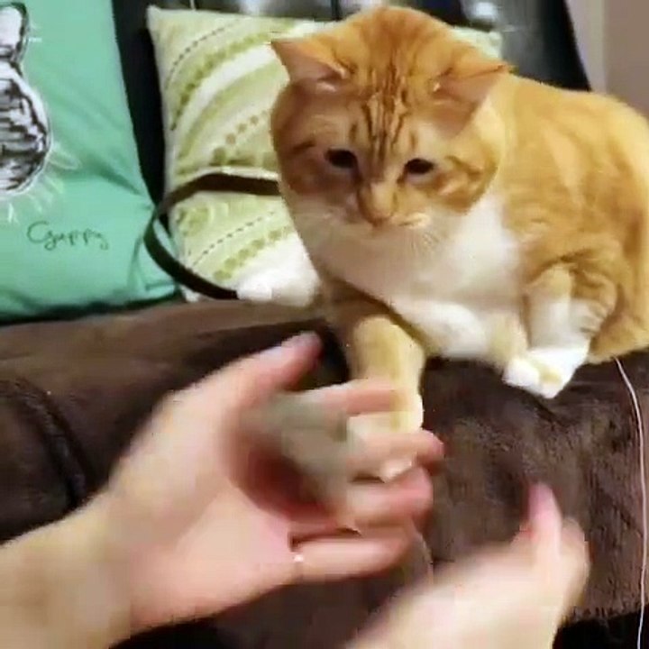 Un chat plus intelligent que le magicien...