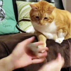 Un chat plus intelligent que le magicien...