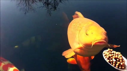 Il nourrit son gros poisson rouge à la cuillère