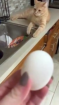 Un chat qui reçoit un œuf de la part de sa maîtresse !