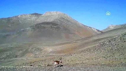 Yaban keçilerinin sayısı 1400'e ulaştı