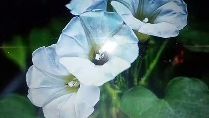 Musculos adoloridos- Planta de la Campanita herbolaria Indigena