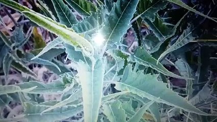 Planta para la Caspa y la seborrea del cuero Cabelludo