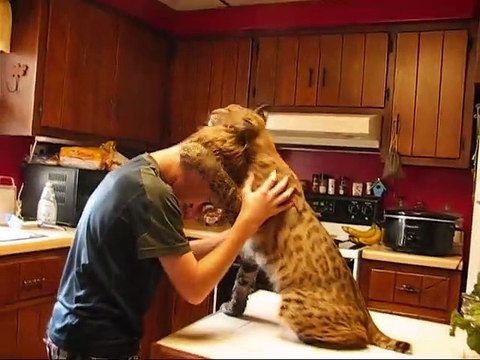 Quoi de mieux qu'un lynx comme animal de compagnie