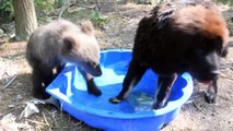 Amitié magnifique entre un chien et un ourson