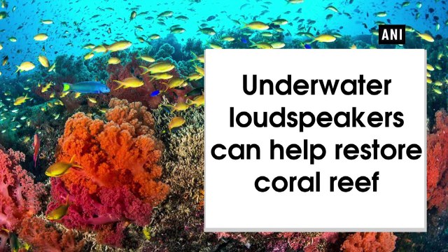 Underwater loudspeakers can help restore coral reef | OneIndia News