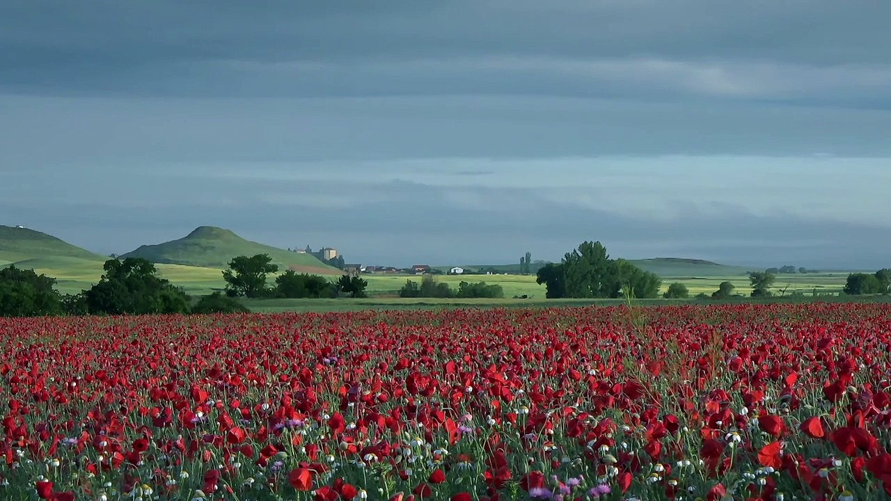 NUR DIE FÜSSE TUN MIR LEID Film