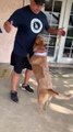 Dog Jumps To Give Chest Bumps To Owner