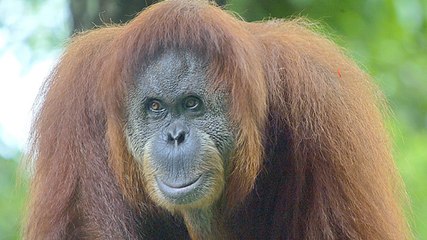 Así fue el infierno de Pony, la orangután que prostituyeron durante años con hombres en un burdel