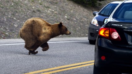Este oso abre la puerta de un coche como si fuera suyo y se pone al volante