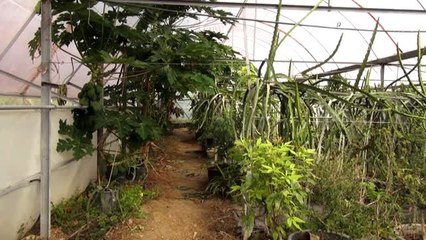 "Tropikal meyve merakı" 2,5 dönümlük sera kurdurdu