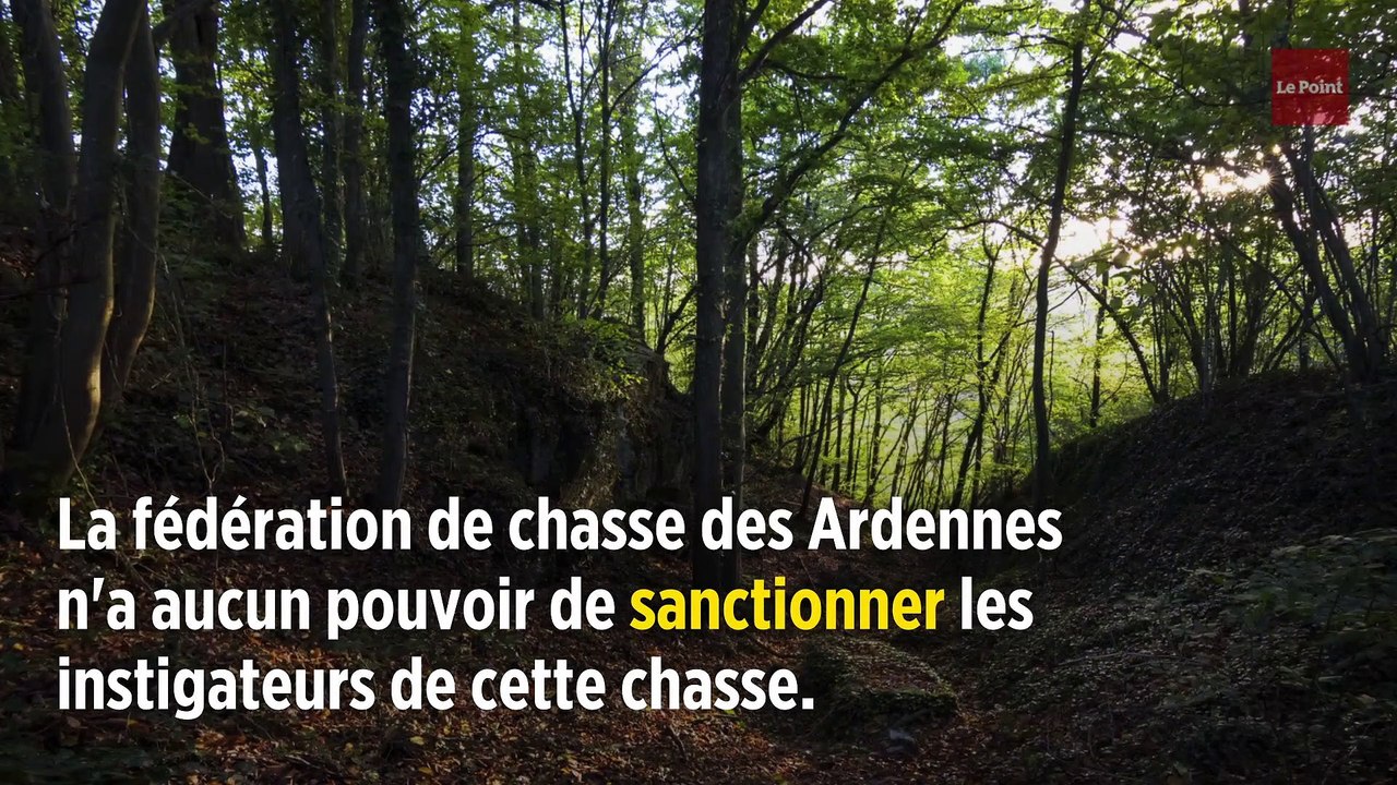 Ardennes : une battue dérape, 158 sangliers sont tués