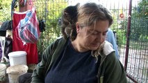Kadın otobüs şoförü kedilerine zaman ayıramadığı için görevinden istifa etti