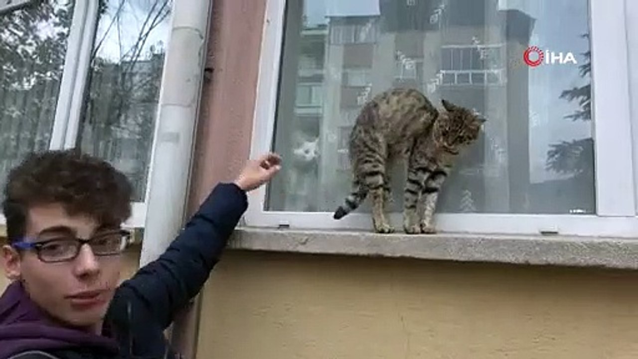 BİR SOKAK KEDİSİ İLE EV KEDİSİ PENCERE ÖNÜNDE KARŞILAŞTI
