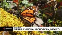 Famed monarch butterflies flutter to Mexico for annual migration