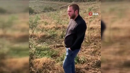 Manisa’da 500’den fazla zeytin ağacı baltayla katledildi