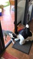 Dog Tries Pulling Big Soft Toy Out Of Small Dog Door
