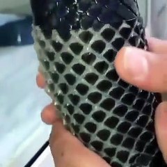 Dev piton yılanının deri değiştirme anı kameraya böyle yansıdı