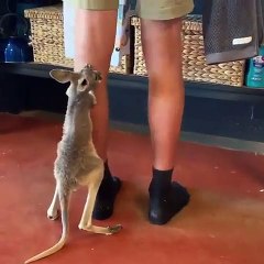 Ce bébé kangourou se prend pour un koala