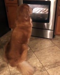 Ce chien prépare les cookies pour Noël