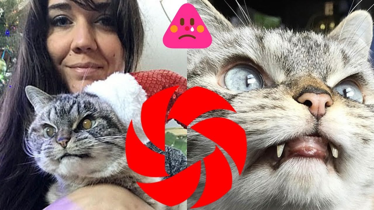 Ce chat  grincheux a des crocs de type Dracula et dort avec un œil   ouvert 