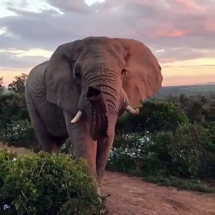 Impressionnant : cet éléphant passe tranquillement devant ces touristes