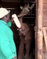 Hilarant : une girafe tente de boire le lait du biberon d'un éléphanteau