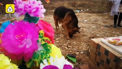 شاهد: كلب وفي يرفض مغادرة مكانه بعد وفاة صاحبه