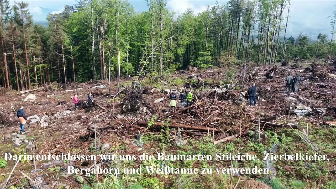 P-Seminar Biologie des Gymnasiums Freyung - Wiederaufforstung