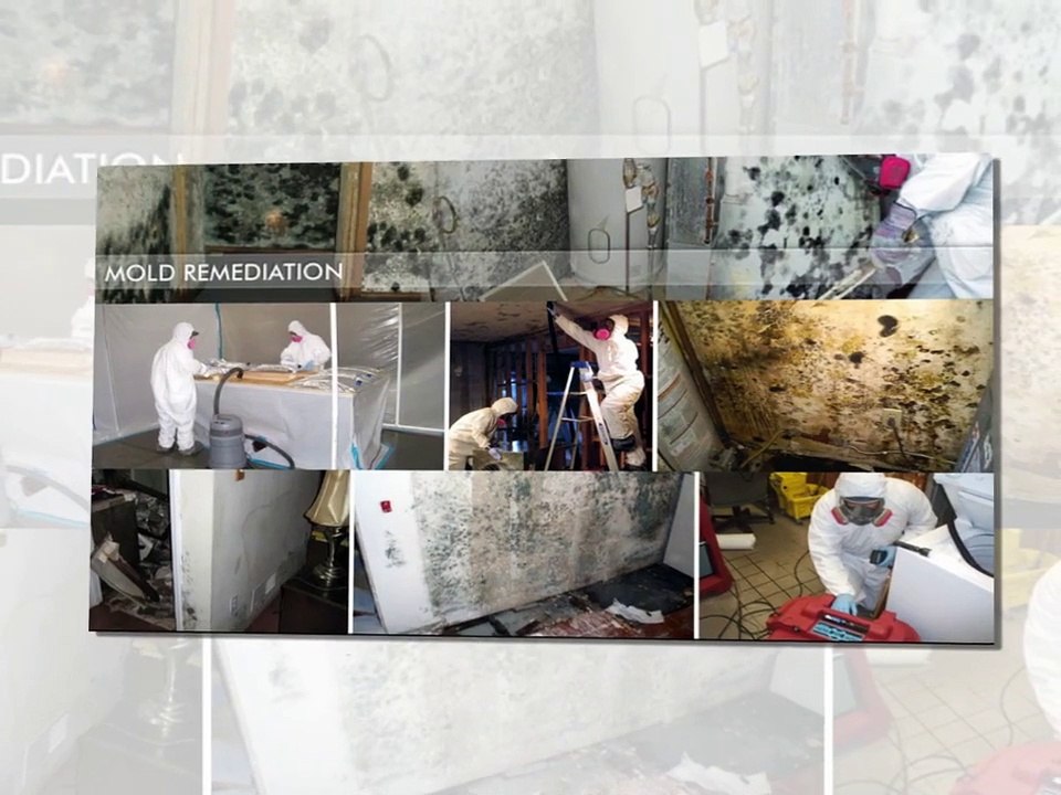 Black mold exposure Symptoms, treatment, and prevention