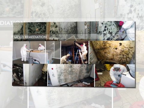 Black mold exposure Symptoms, treatment, and prevention